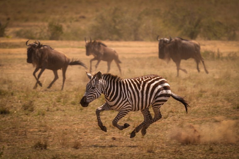 054 Masai Mara.jpg